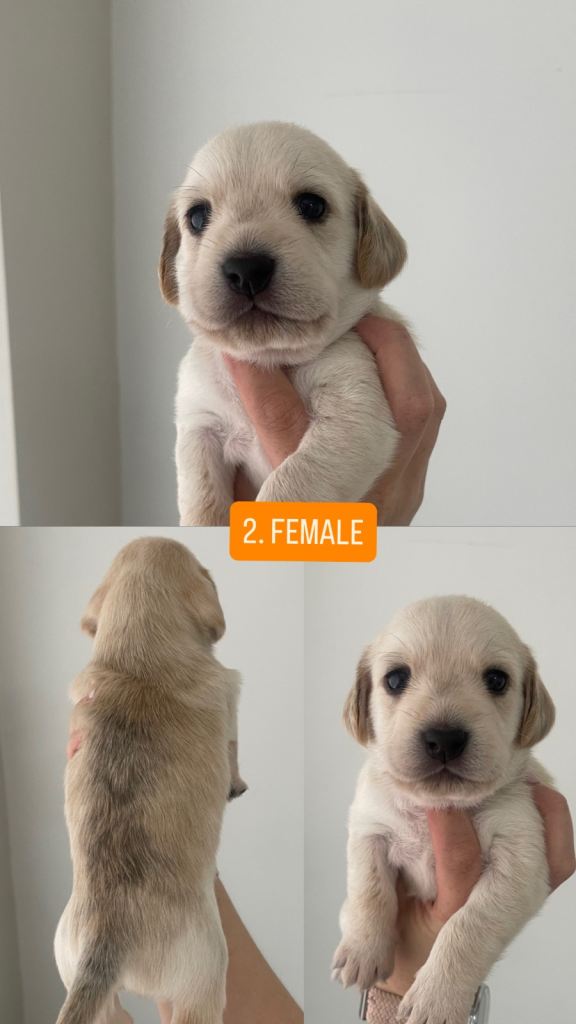 Cocker x Westie Hybrid