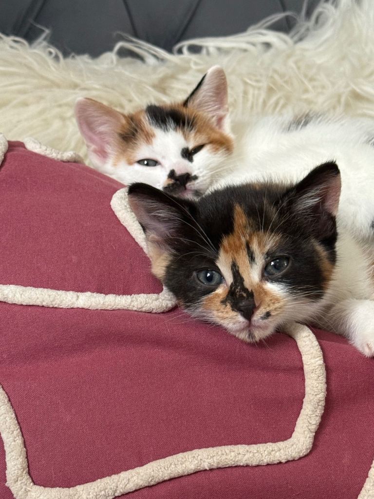 4 stunning kittens 