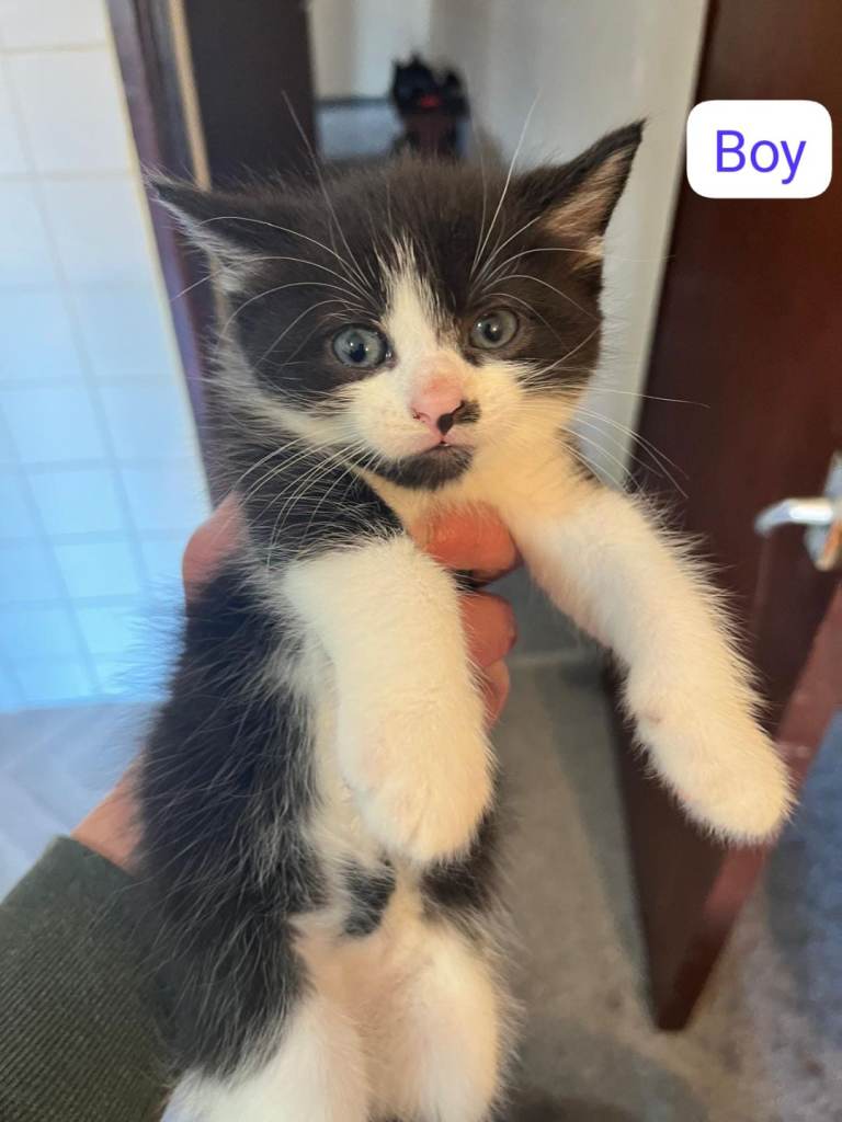 Black and white kittens looking for new home