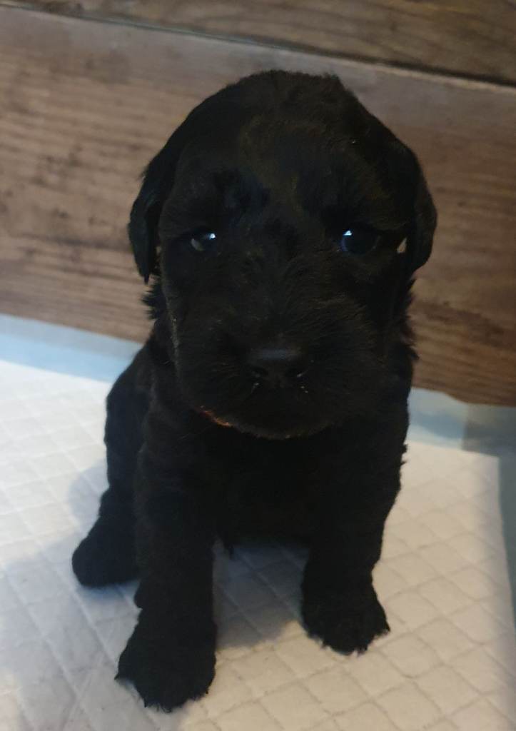 Kerry blue terrier puppies