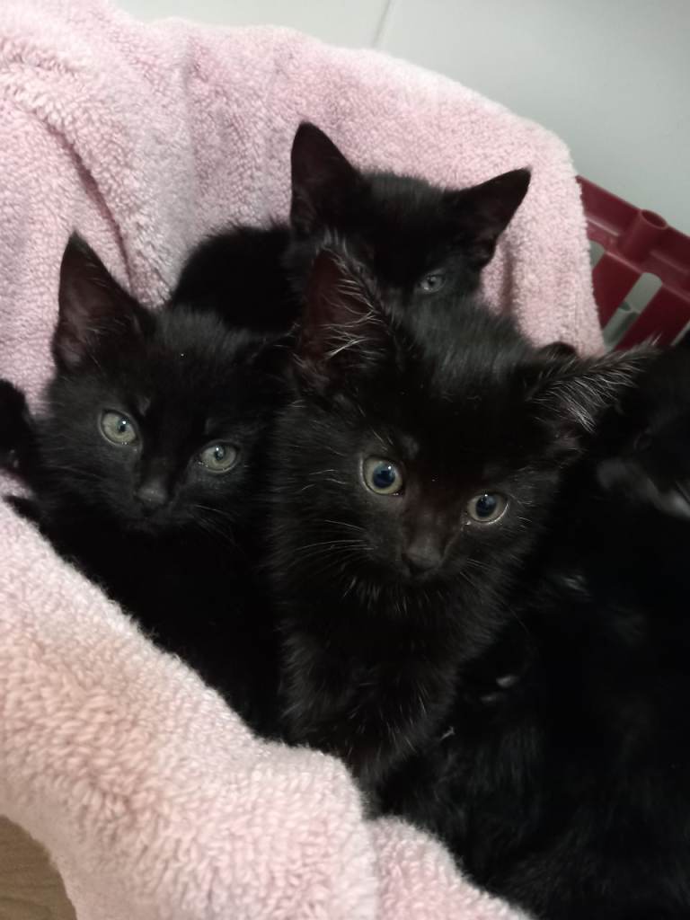 Adorable black kittens in Burnley