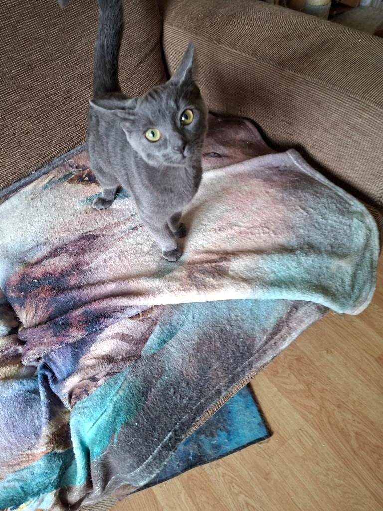 11 week old male kitten for sale