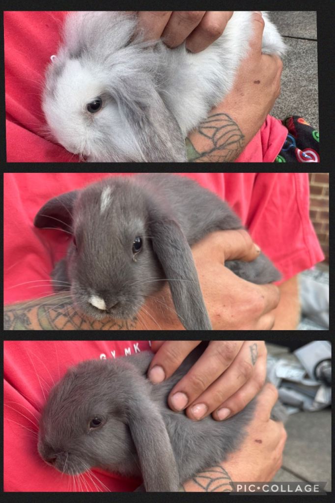 Lionhead bunnies 