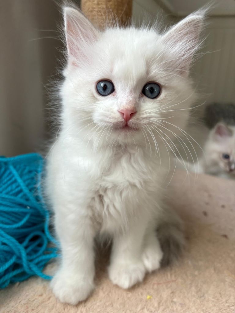 GCCF Ragdoll kittens for sale 