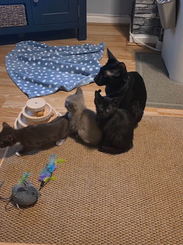 Oriental shorthair kittens 