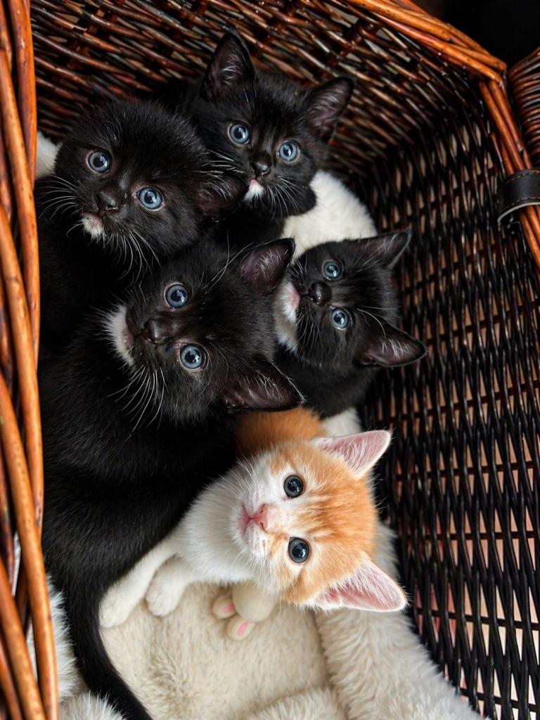 Beautiful Playful Kittens Ready for Loving Homes 