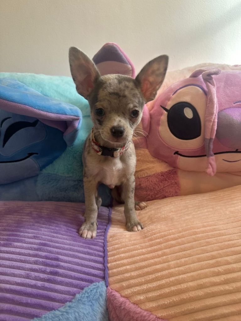Blue lilac  Merle chihuahua puppies 