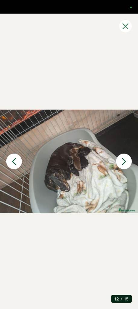 Beautiful daschund puppies