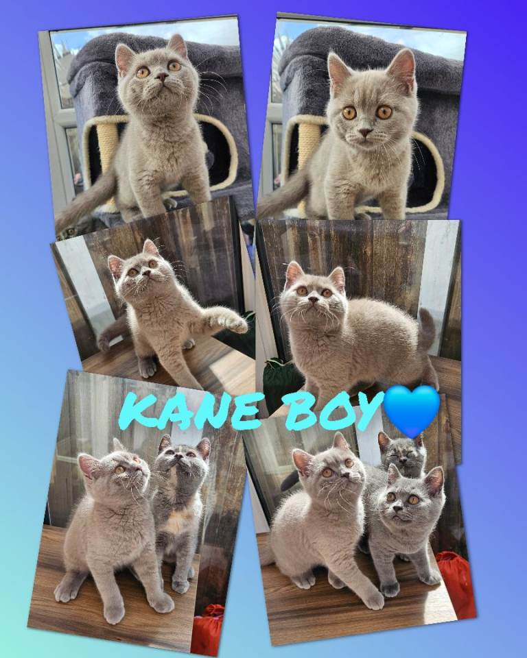 British shorthair kittens 