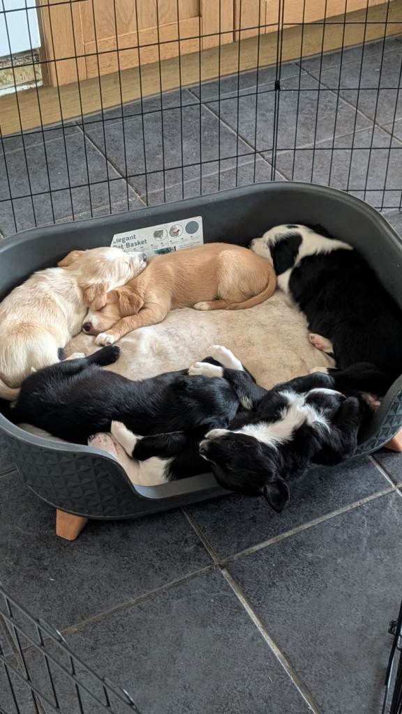 Puppies, Collie mix