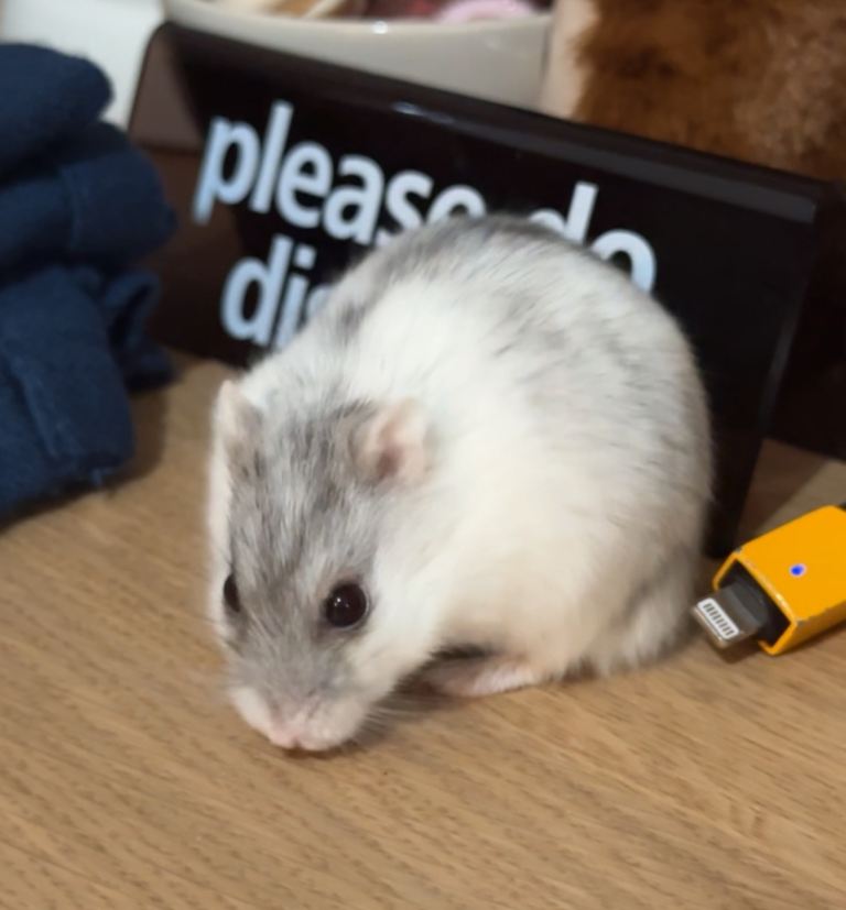 Russian Dwarf Hamster for sale (can be sold with cage and all accessories included for £35)