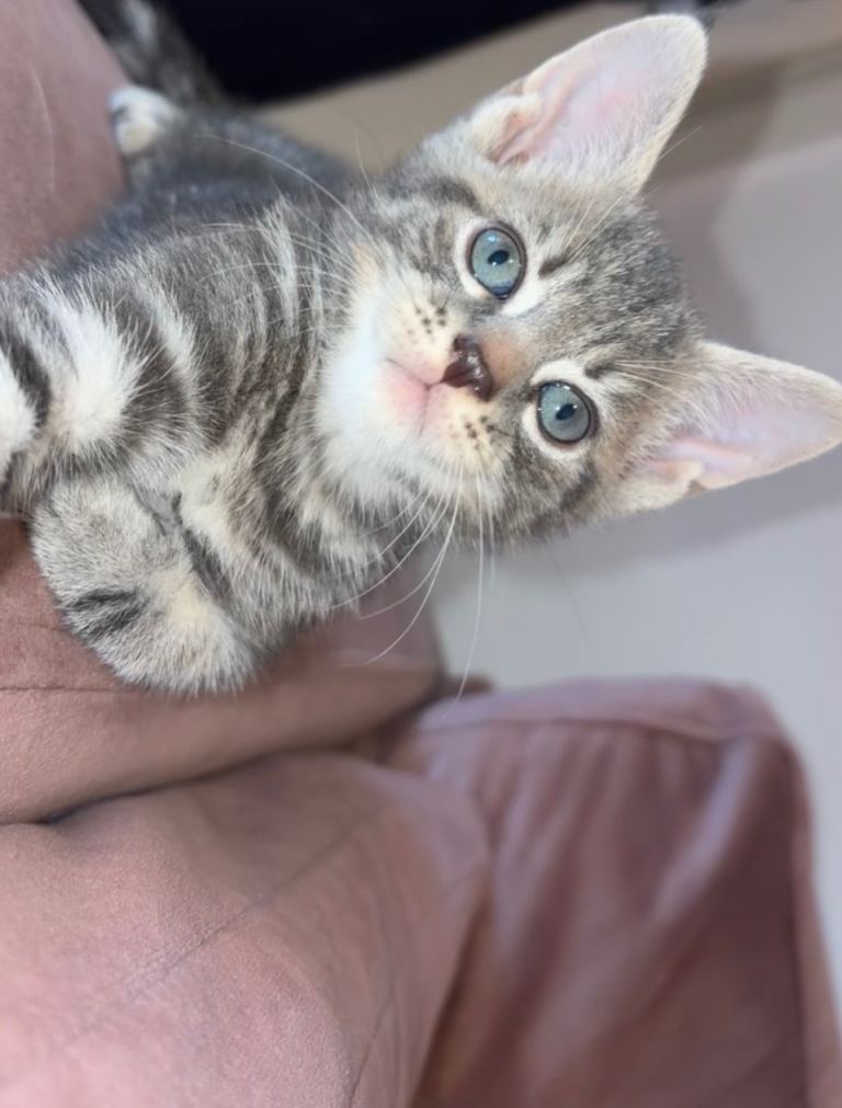 Tabby Kittens available 