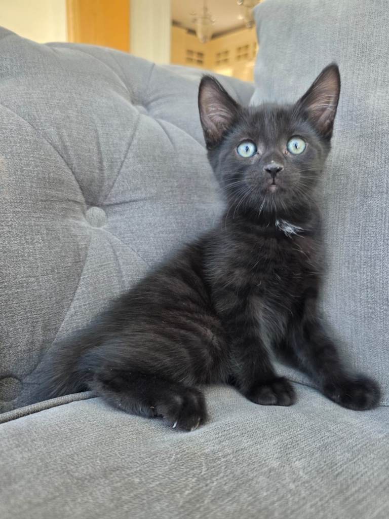 Two beautiful male kittens 