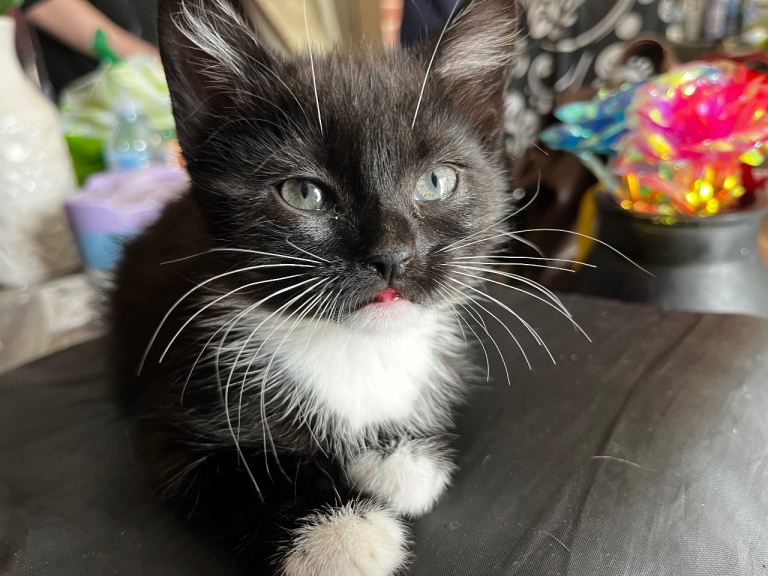 Kittens 