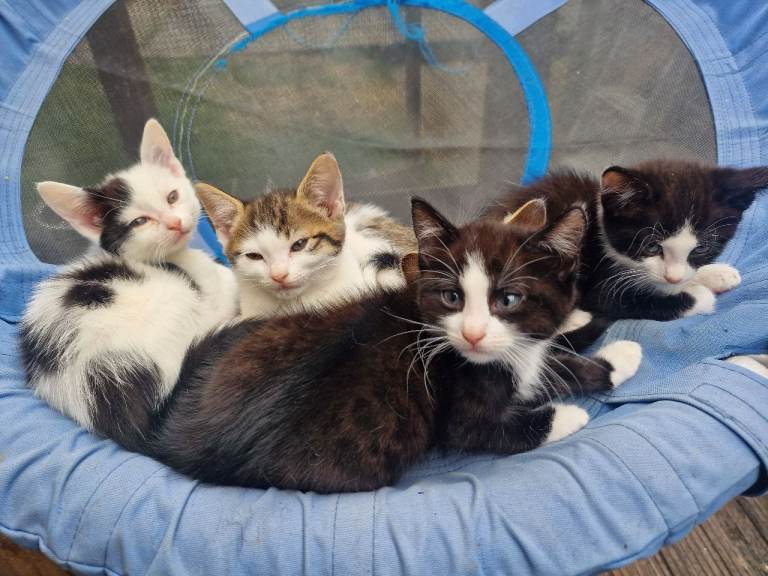 9 week old kittens