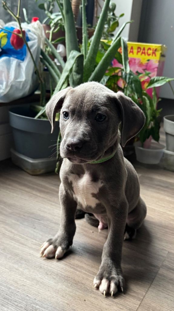 !!! PUPPIES FOR SALE !!! - 4 BEAUTIFUL PUPS LEFT - 