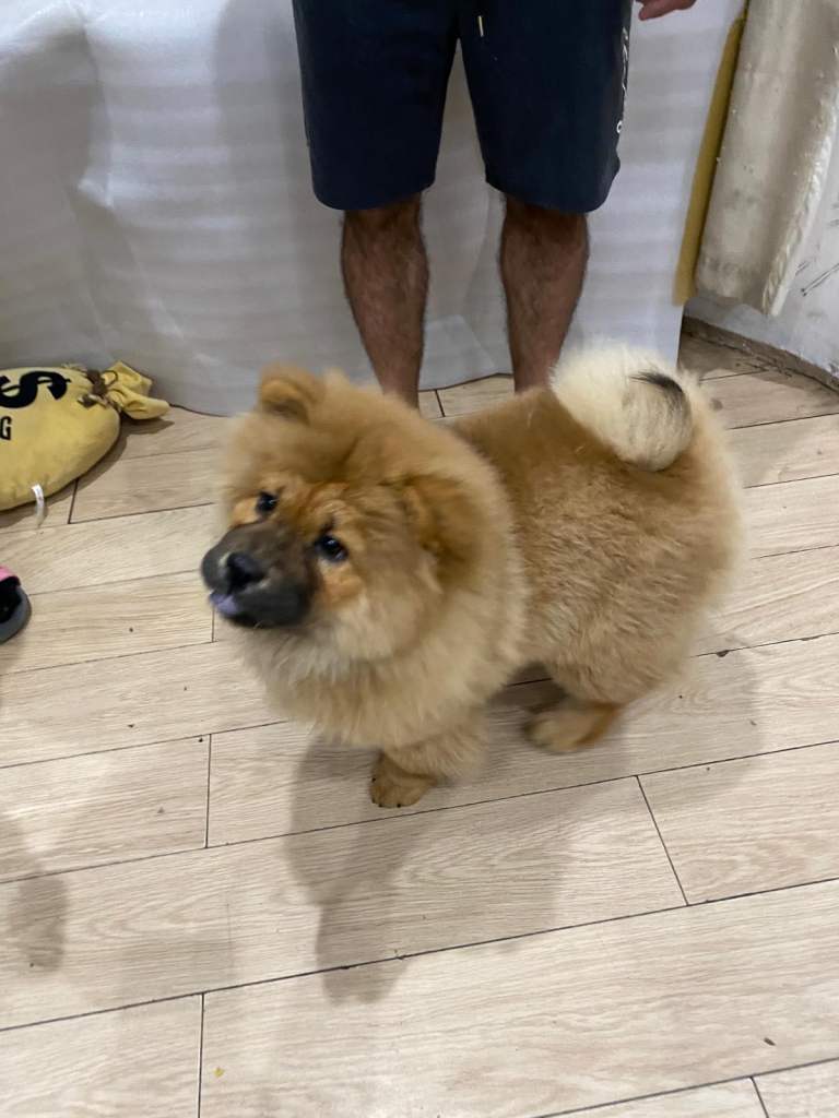 Chow chow 