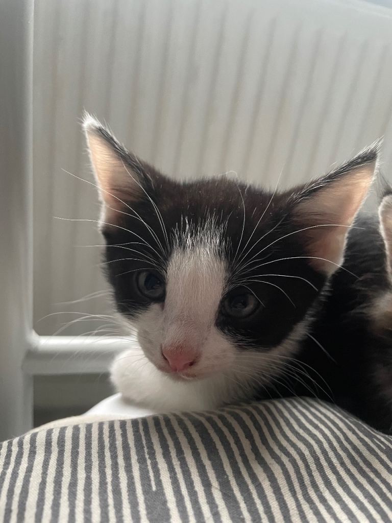 Adorable Kittens Looking for Their Forever Homes