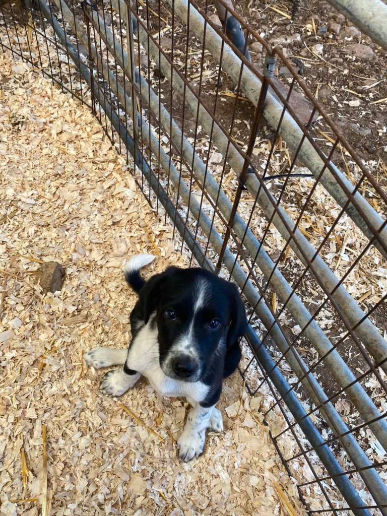 Springer x collie puppies - Sprollies