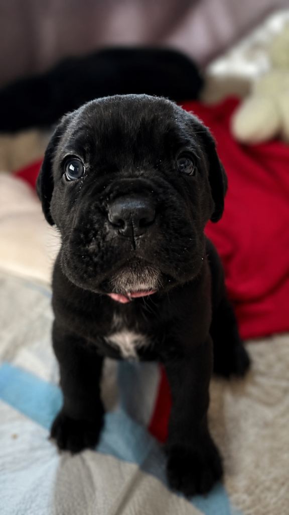 6 CANE CORSO puppies / 4 male 2 female