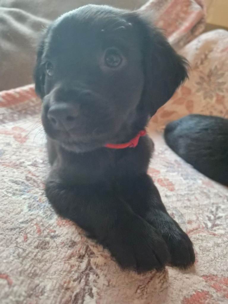 Cockerspaniel x Rottweiler