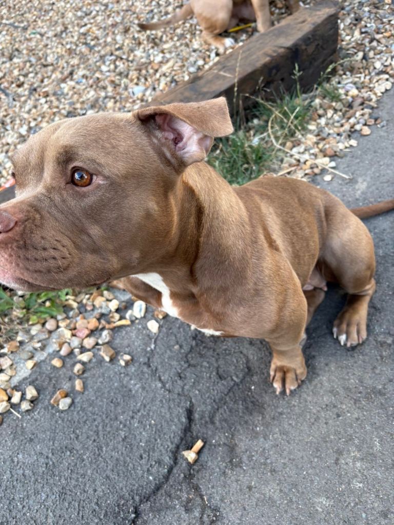 Female pocket bully 