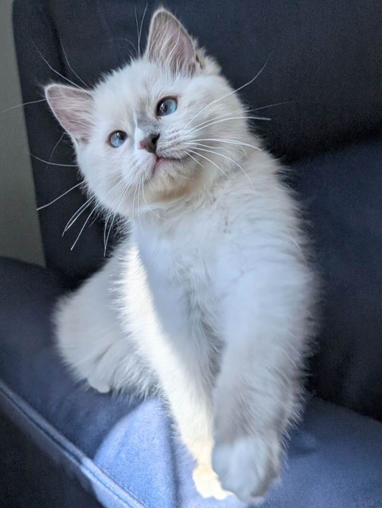 TICA reg ragdoll kitten 