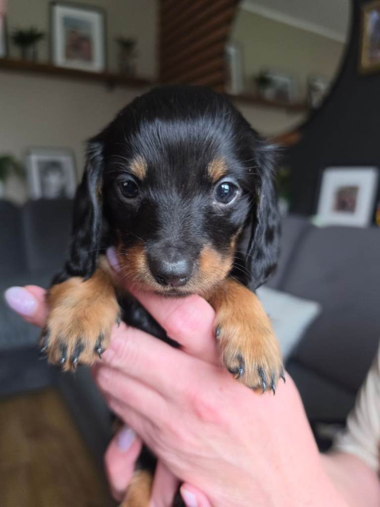 Miniature dachshund long hair last girl left