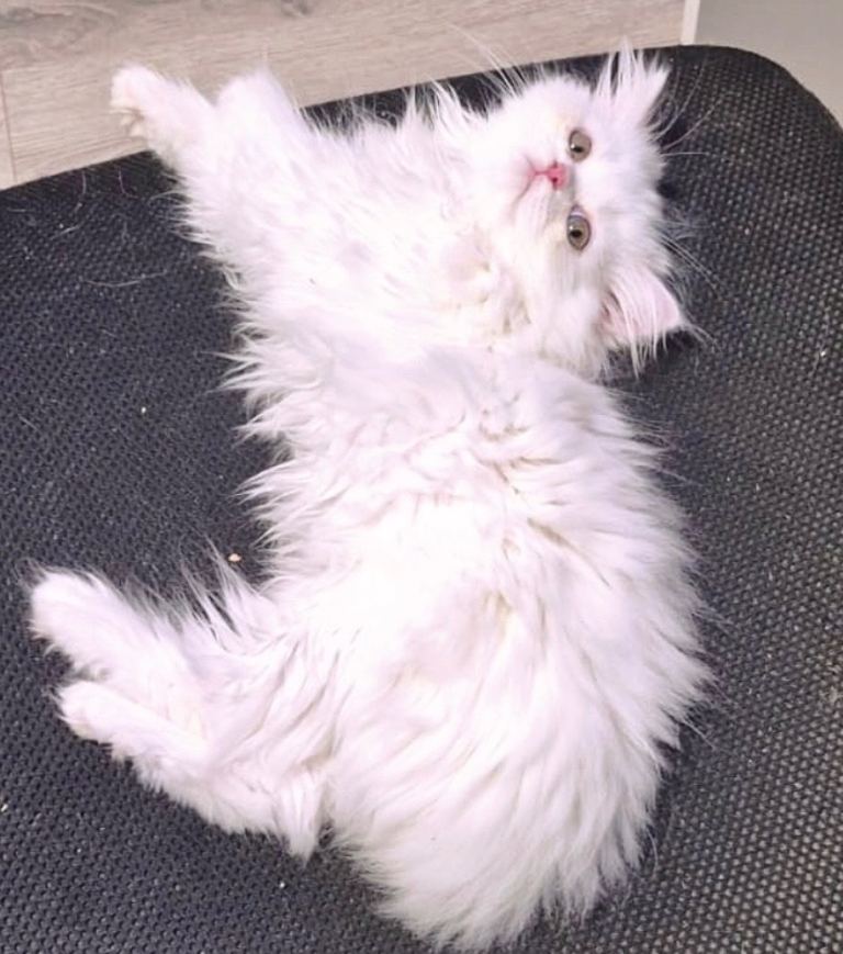 Beautiful White Persian Kitten – 3 Months Old – Fully Vaccinated, Microchipped & Health Checked