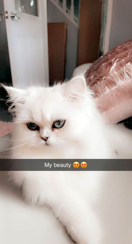 Persian cat for sale