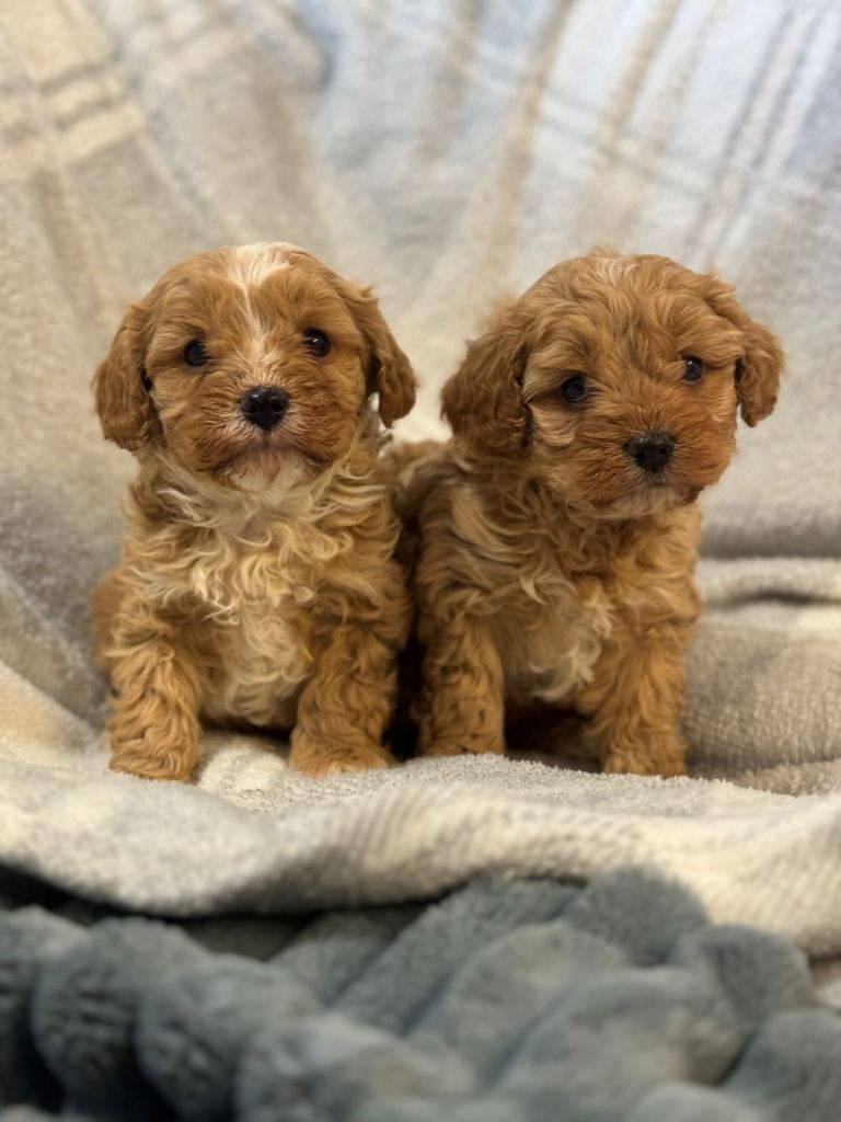 CAVAPOO PUPPYS 