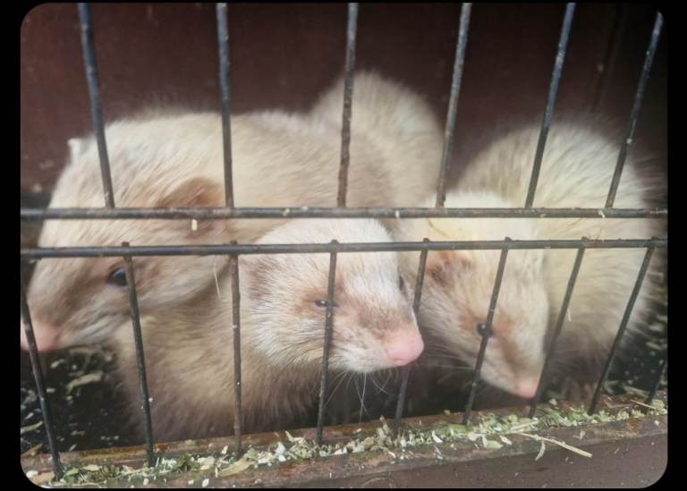 Ferrets looking for new homes.