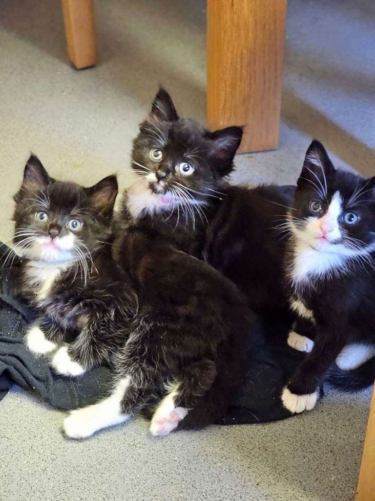 4 fluffy Kittens