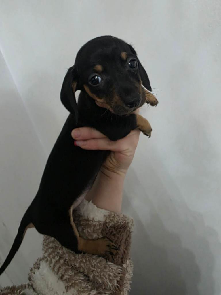 Miniature Dachshund puppies  