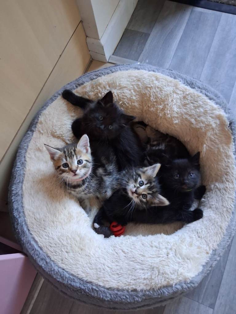 Kittens 