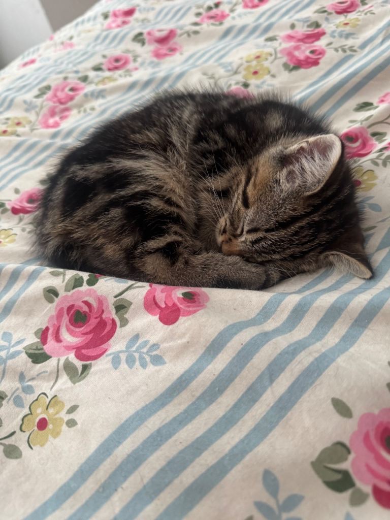 🎀🦋Tabby kittens 