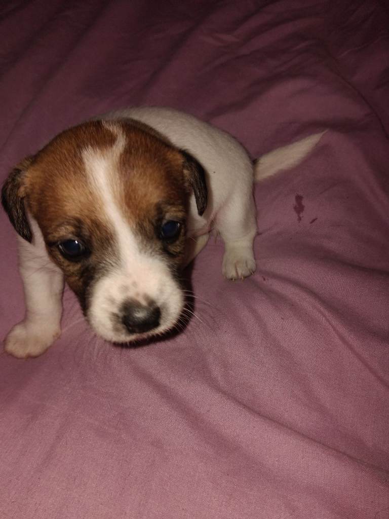 Jack Russell puppies 