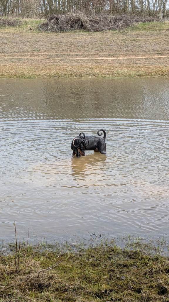 Female 7 months old doberman 