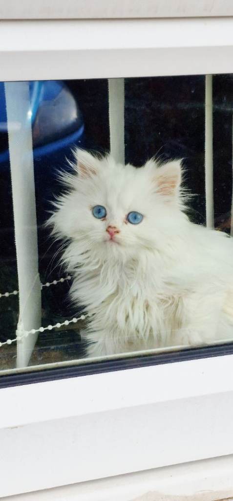 Beautiful Doll Face Persian blue eyes female white kitten 16 weeks old