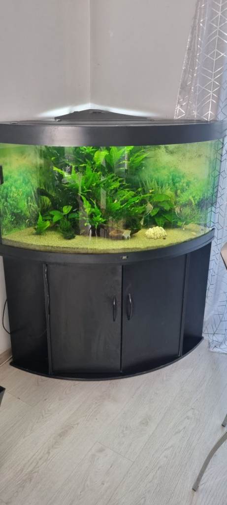 Large corner fish tank Juwel Trigon 350