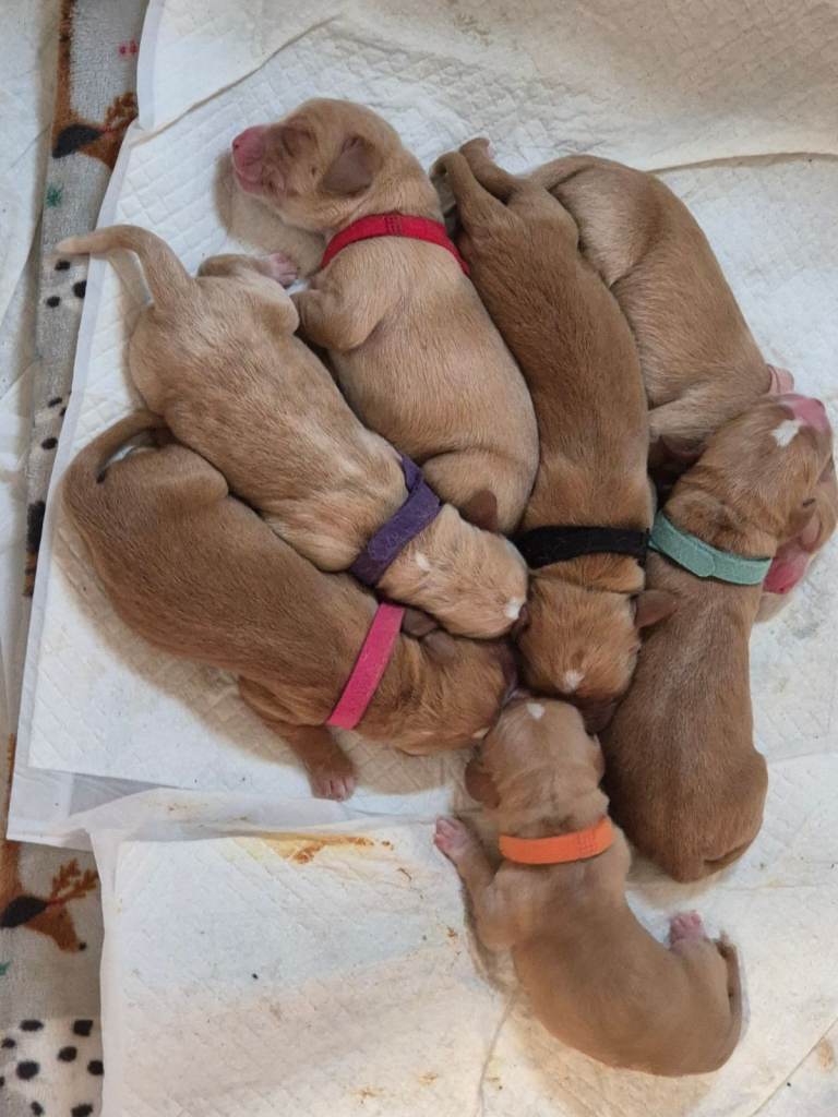 Springador puppies for sale 