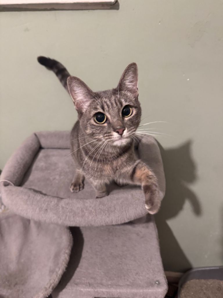 Indoor Grey silver taby cat (Female)