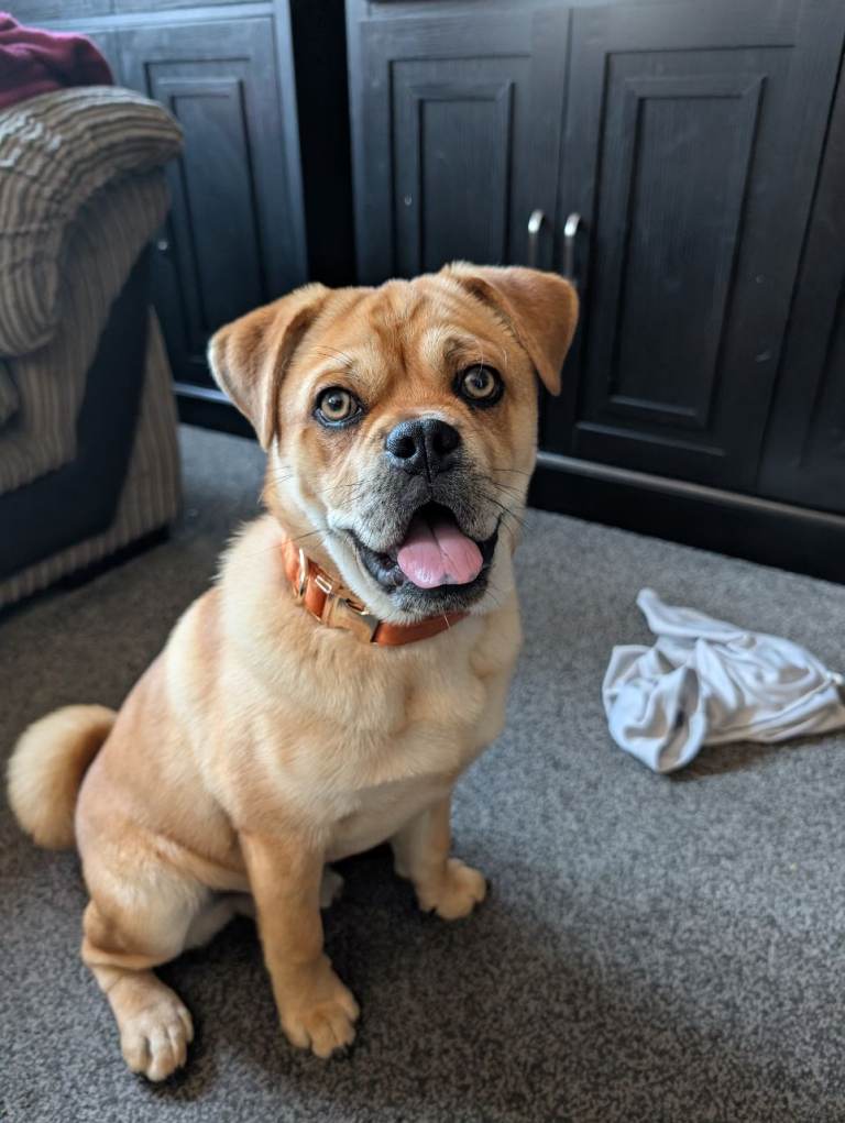 New home for Simba