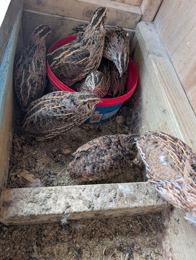 Quails for sale