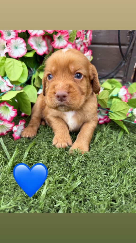 Cocker spaniel puppies