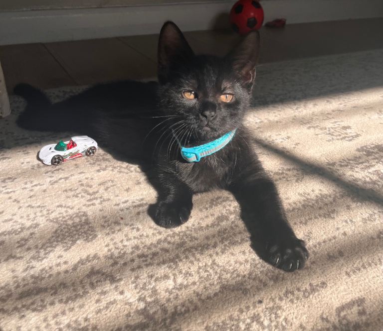 2 black kittens (brothers) 