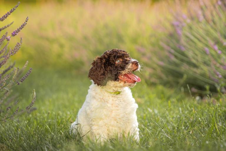 Spanish WATER Dog RKC registered 