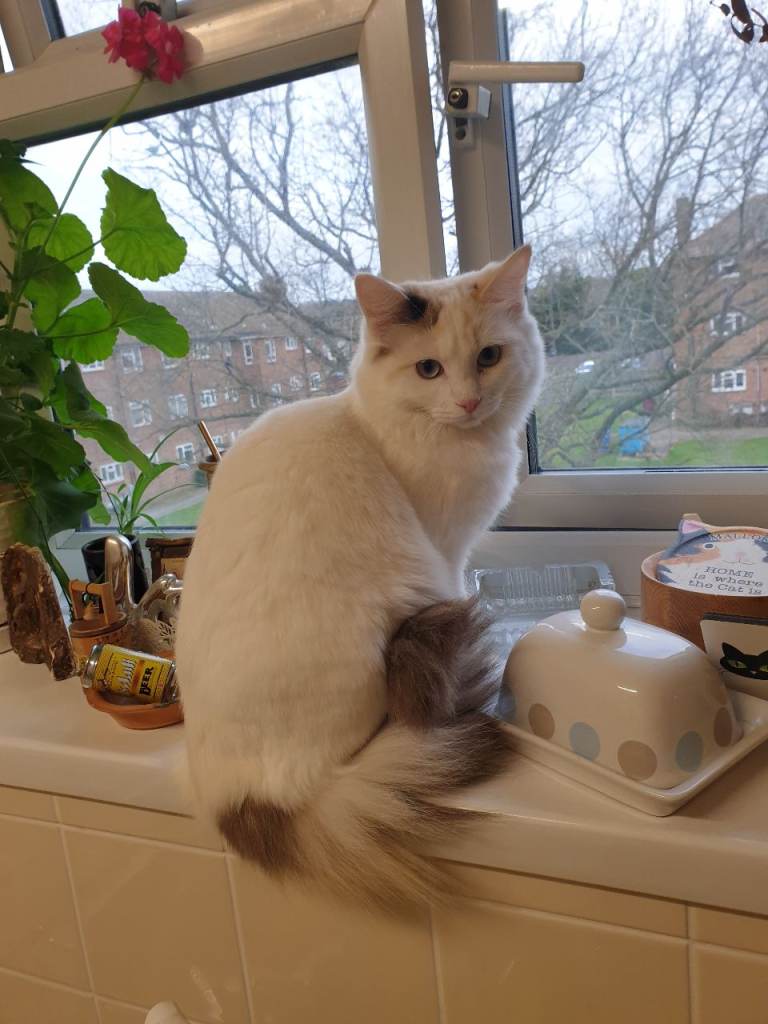 Bicolour ragdoll girl 