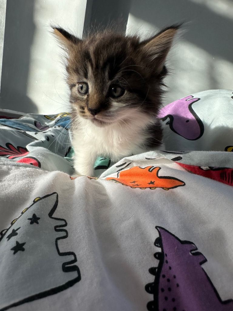 1 month old kittens for sale