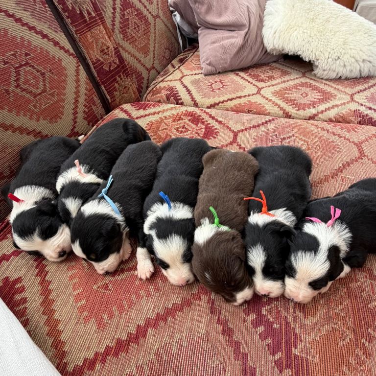 Beautiful and rare chance to own a Bearded Collie Puppy. 